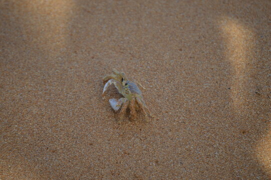 An ocypode quadrata crab in its natural habitat in Aracruz on the coast of Espirito Santo, Brazil
