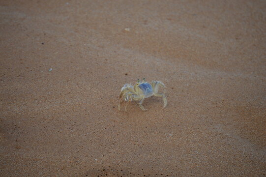 An ocypode quadrata crab in its natural habitat in Aracruz on the coast of Espirito Santo, Brazil
