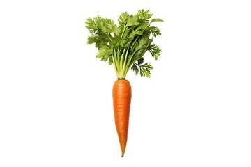 single carrots isolated on a white background