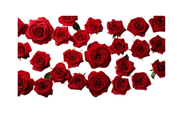 red roses pattern on white background