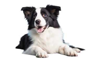 funny blue studio concept pet little portrait family waiting puppy dog new gazing background banner border animals reward cute smilling care isolated member lovely collie animal themes pedigree