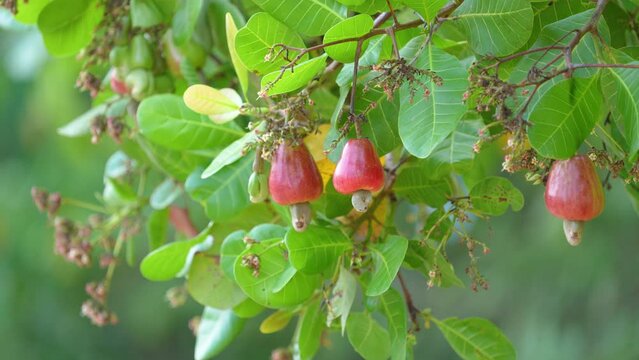 fresh Cashew Nuts tree in the garden
