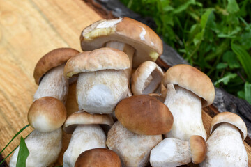 Porcini mushrooms lie in a heap on a wooden surface. Close-up. Delicious natural food. Mushroom picking.