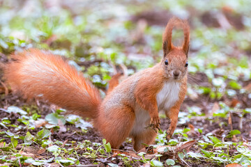 A close-up red fur squirrel stands on the ground in the park and looks right toward the camera lens...