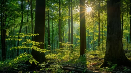 Zelfklevend Fotobehang A serene, enchanting forest scene in early summer,  © Glce