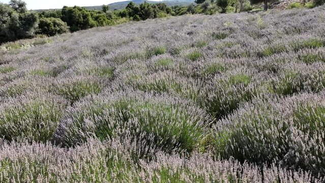 Lavender seedlings in the lavender field