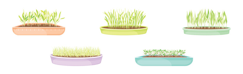 Fresh Micro Green Growing in Pots Vector Set