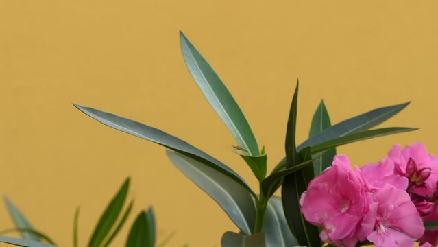 Nerium oleander is shrub or small tree cultivated worldwide in temperate and subtropical areas as ornamental and landscaping plant. It belonging to subfamily Apocynoideae of dogbane family Apocynaceae