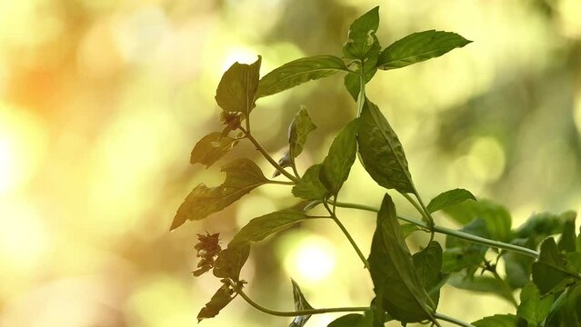 Basil (Ocimum basilicum), also called great basil, is culinary herb of family Lamiaceae (mints). Basil is native to tropical regions from Africa to Asia. It is tender plant, and is used in cuisines.