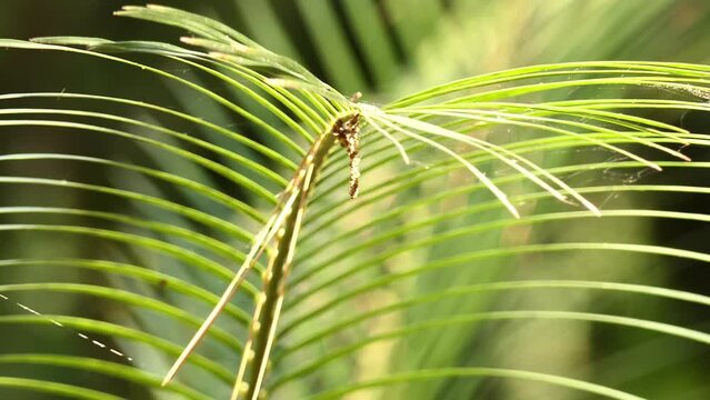 Macrozamia moorei is cycad in family Zamiaceae