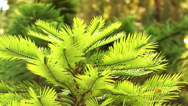 Wollemia is genus of coniferous tree in family Araucariaceae. Wollemia nobilis was discovered in 1994 in temperate rainforest wilderness area of Wollemi National Park in New South Wales, Australia.