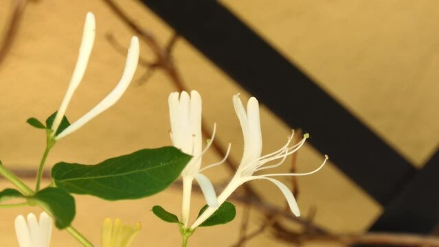 Lonicera japonica, known as Japanese honeysuckle and golden-and-silver honeysuckle, is a species of honeysuckle native to eastern Asia. Japanese honeysuckle is used in traditional Chinese medicine.