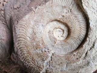 Fossil - Archäologie - Wissenschaft und Forschung