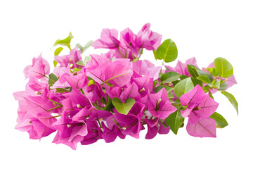 Lush Pink Bougainvillea Sprig with Foliage - Isolated on Transparent White Background PNG
