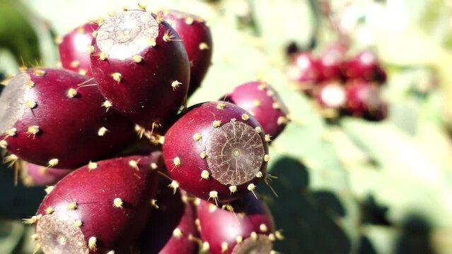 Opuntia engelmannii is prickly pear. It is ow's tongue cactus, cow tongue prickly pear, desert, Engelmann's, Texas or discus prickly pear, and nopal, abrojo, joconostle, and vela de coyote.