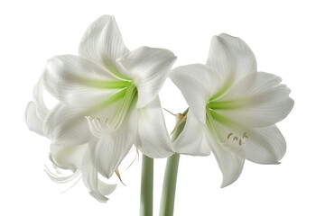 Stunning White Amaryllis Flowers - Isolated on Transparent White Background PNG