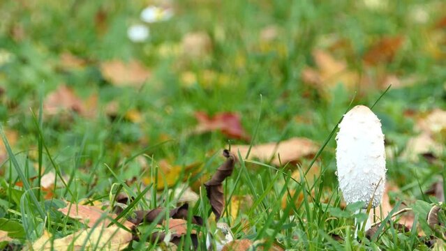 Coprinus comatus, shaggy ink cap, lawyer's wig
