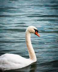 Obraz premium Serene White Swan in Water