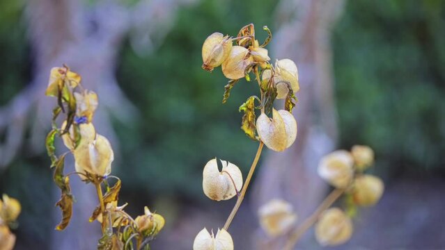 Nicandra physalodes (shoo-fly plant)