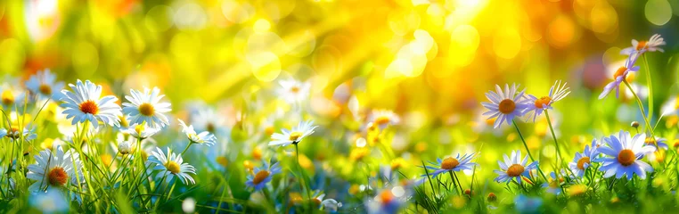Fototapeten Flowers landscape of dew-covered daisies. Springtime or summer nature scene. Daisies meadow © Svetlana Kolpakova