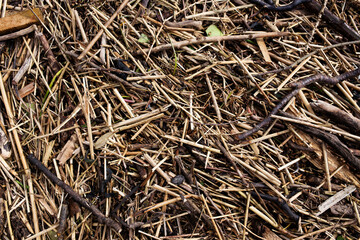 A bed of brown hollow twigs piled on the ground abstract