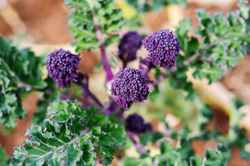Purple sprouting broccoli close-up of buds, against a blurred background of earth and green leaves 