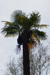 Date palm 