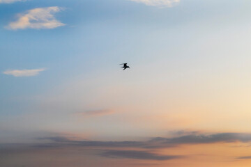 Shot of the dramatic sunrise by the sea. Seagull in the sky. Nature