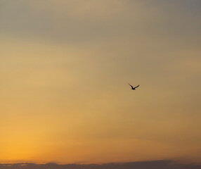Shot of the dramatic sunrise by the sea. Seagull in the sky. Nature