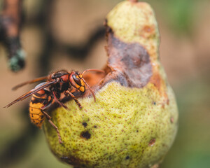 hornet on a pear