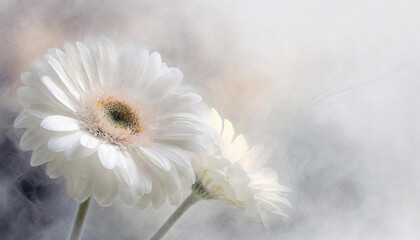 Tapeta w kwiaty, biały kwiat, gerbera
