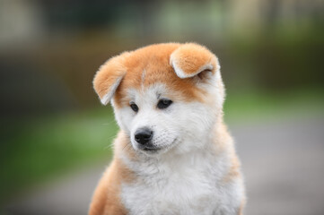 Akita inu cute puppy outside in green background.
