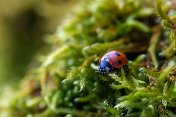 A lady bird in Sussex woodland, on an early spring day