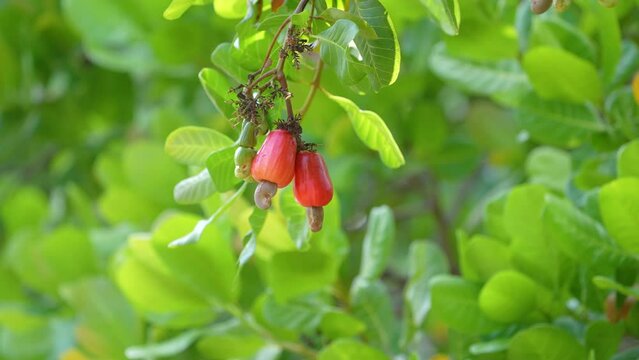 fresh Cashew Nuts tree in the garden