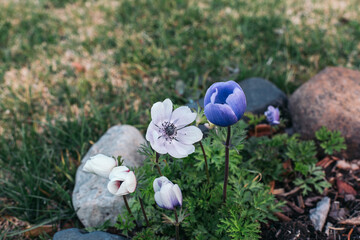 flowers in the grass