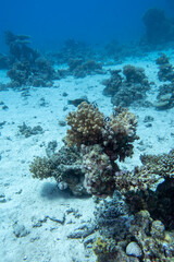 Colorful, picturesque coral reef at sandy bottom of tropical sea, stony corals and fishes Dascyllus, underwater landscape