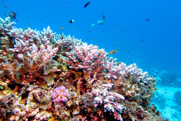 Fototapeta na wymiar Colorful, picturesque coral reef at the bottom of tropical sea, hard corals pink acropora and fishes Anthias, underwater landscape