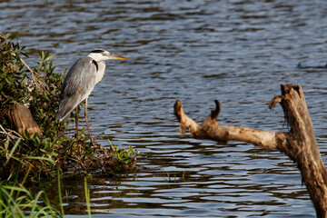 Héron cendré à l'affût 