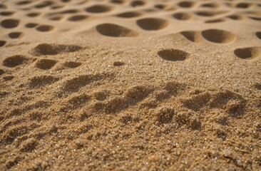 Fototapeta na wymiar traces on sand close up
