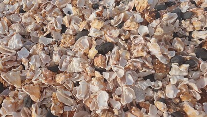 pile of shell parts
