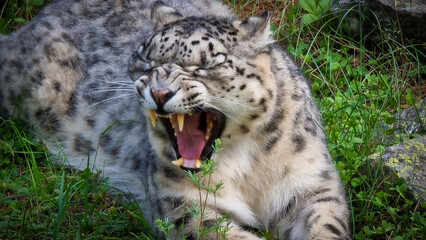 snow leopard a wild big cat in Pakistan 