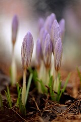 Crocuses in flower buds in spring garden, on bokeh as painted background, selective focus, closeup.