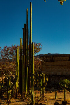 Giant cactus from Oaxaca Mexico