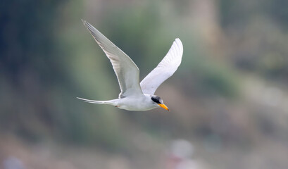 The Indian river tern or river tern (Sterna aurantia) cathing fish in Punjab, Pakistan