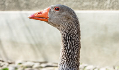 Portrait of Domestic goose, Domesticated grey goose, greylag goose or white goose portrait