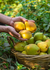 Pear harvest in the garden. Selective focus.