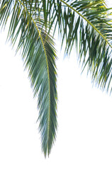 background of palm leaves