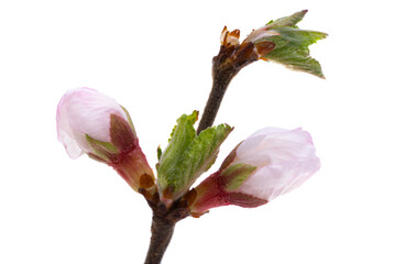 branch with cherry flowers isolated