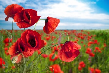 Red poppies field. Concept of Remembrance or armistice