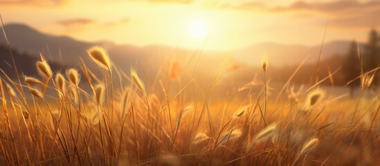 The sun sets in the background, casting golden rays on a field of tall grass. The dry grass is highlighted, showcasing its texture and natural beauty in the rustic farm meadow.